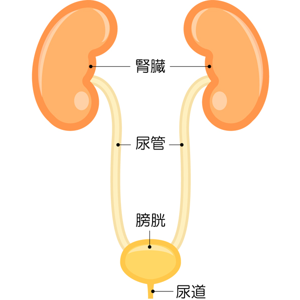 毒素が体内を循環中